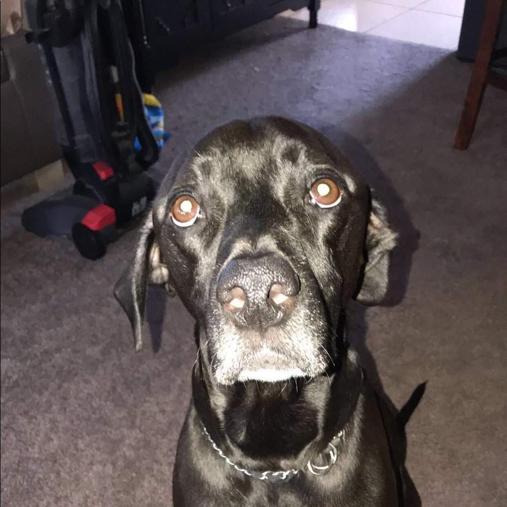 Meet your Posher, Hunter